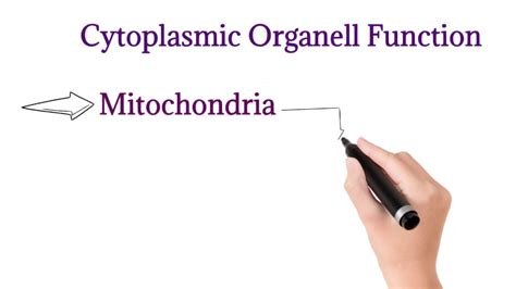 Cell Cytoplasmic Organell Structure Function Youtube