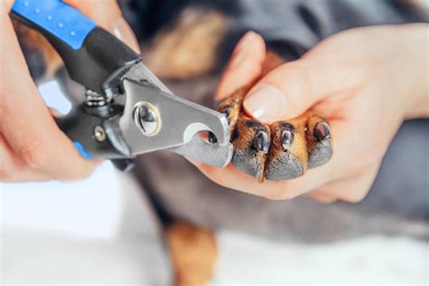 How To Treat A Dog Nail Separated From The Quick Complete Guide