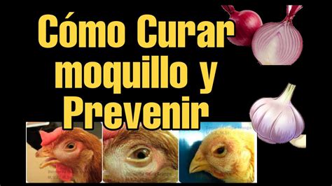 Cómo curar el moquillo y prevenir la coriza aviar GLP Yazori YouTube