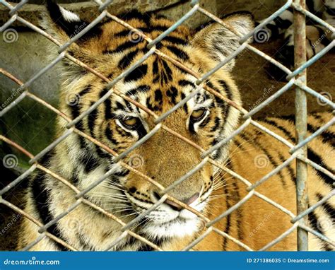 Tiger In Cage Stock Image Image Of Animal Whiskers 271386035