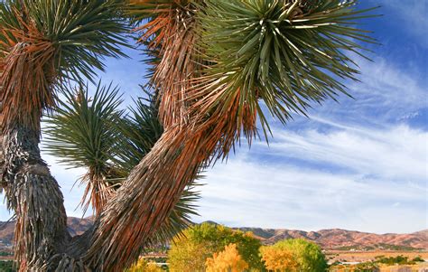 32 Best And Fun Things To Do In Palmdale CA