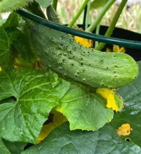 Wisconsin Smr Cucumber Seeds Heirloom Etsy Canada En