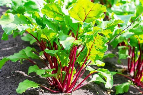 Green Amaranth Leaves A Nutritional Guide Nutrition Advance