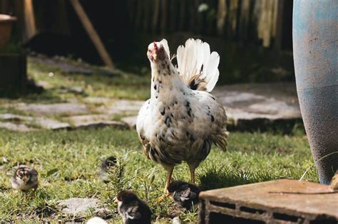 Comment Vermifuger Ses Poules En Automne