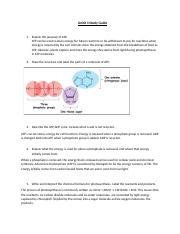 Understanding ATP Purpose Structure And Energy Cycle In Cells