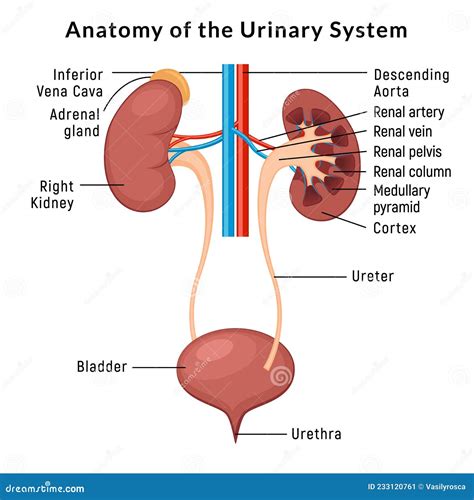 Anatom A Del Sistema Urinario Incontinencia Infecci N Por Biolog A Uti