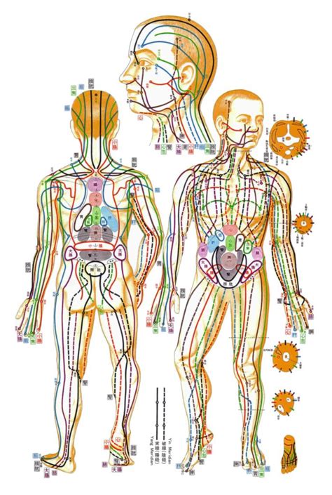 I Meridiani Principali Della Mtc Aśvattha