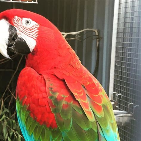 Green Wing Macaws For Sale Terrys Parrot Farm