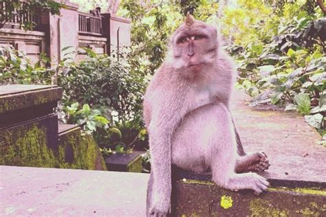 Ubud Monkey Forest 15 Must Know Tips A Piece Of Travel