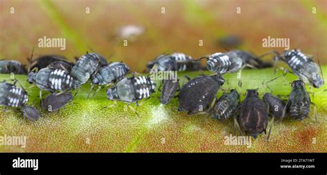 Aphis fabae aphids (Black Bean Aphid. A colony of wingless individuals ...