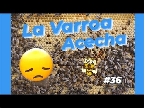 Segundo TRATAMINENTO De Las COLMENAS Con APITRAZ VARROA APICULTURA