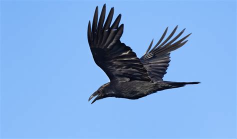 Common Raven Owen Deutsch Photography