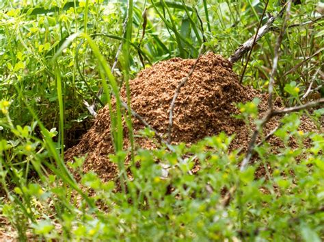 Why Red Fire Ants And Yellow Crazy Ants Have Given Themselves A Green