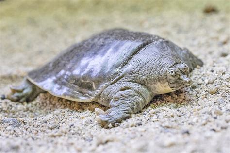 Zoo welcomes 41 rare turtle hatchlings | Borneo Bulletin Online