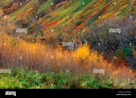 Fall Colors Splash Hillsides In The Pembina Gorge In Eastern North