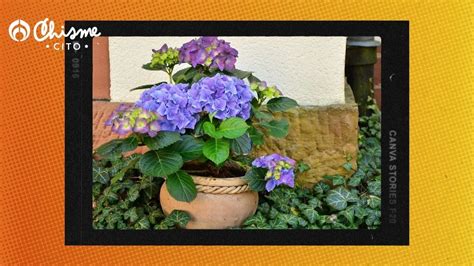 El Potente Abono Casero Para Revivir Tus Hortensias Y Que Den Grandes