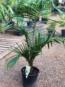 Redneck Palm Dypsis Lastelliana True Green Nursery