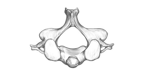 C II Vertebra Cervicalis Superior View Drawing Time Lapse YouTube