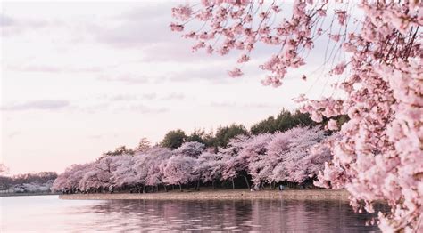 Cherry Blossom 4K Wallpaper - KoLPaPer - Awesome Free HD Wallpapers