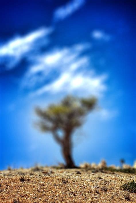 🔥 Blue Sky Tree Cb Picsart Editing Background Hd Download Cbeditz