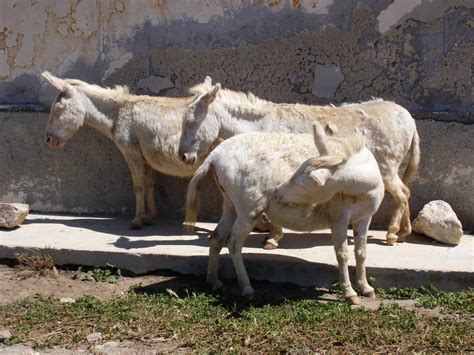 Filewild Albino Donkeys