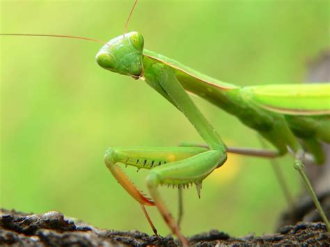 Praying Mantis Eating Male Head