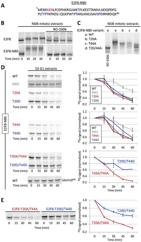 Phosphomimetic Cdk1 Sites Stabilized E2f8 In G1 Extracts A E2f8