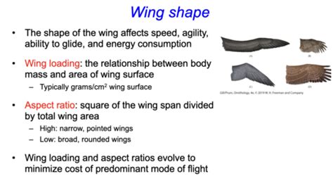 Ornithology Quiz 2 Lecture 11 Wing Morphology In Flight 2 19 24