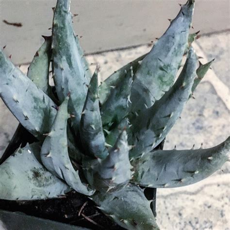 Aloe Peglerae R Succulents