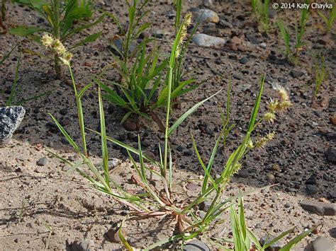 Cenchrus Longispinus Sandbur Minnesota Wildflowers