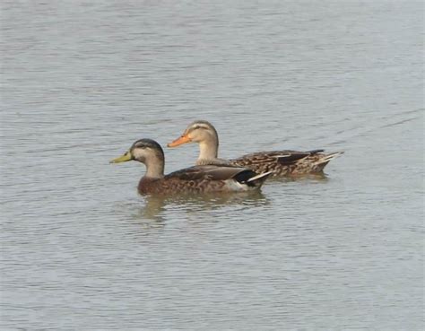 Mallard Mottled Duck from 2715 Southwyck Pkwy Pearland TX 77584美国