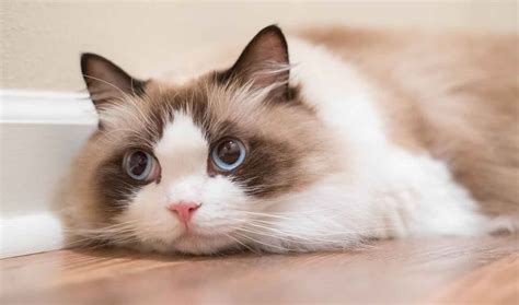 Caring For A Ragdoll Cat Pets Feed