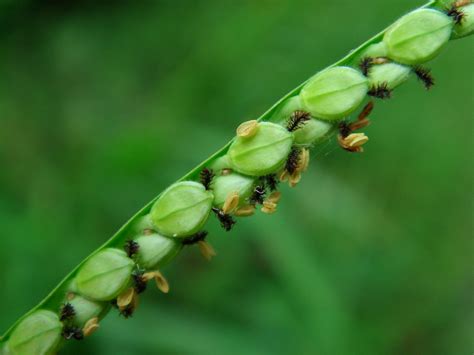 Paspalum Scrobiculatum