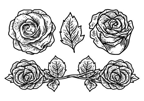 Ilustraci N Vectorial De Rosas Vector En Vecteezy