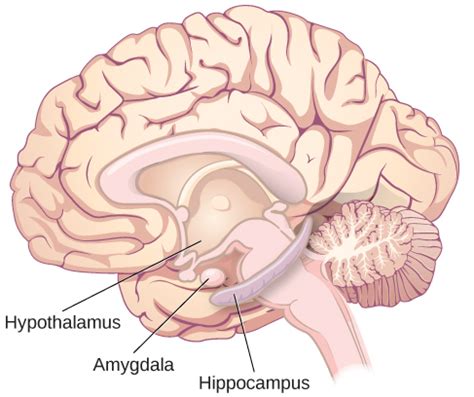 The Limbic System And Other Brain Areas Introduction To Psychology