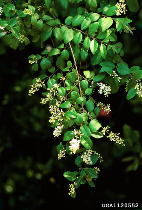 Chinese Privet Ligustrum Sinense