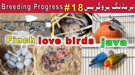 Breeding Progress Finch Java And Lovebirds YouTube