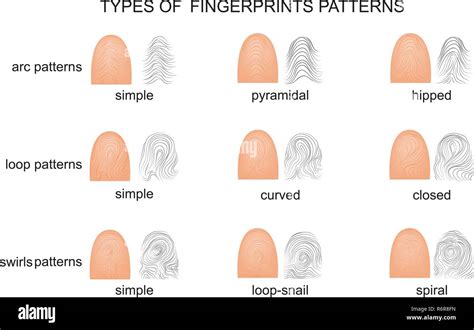 Illustration Of Different Types Of Fingerprints Stock Vector Image