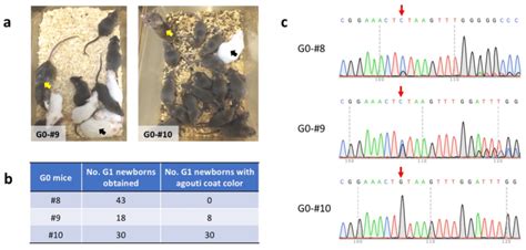 Figure S2 Germline Transmission Of Tyr Gene Corrected Allele The G0