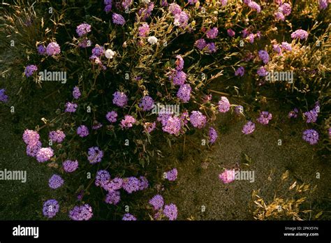 Purple Sand Verbena In Anza Borrego Desert Stock Photo Alamy