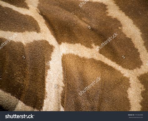 Giraffe Skin Closeup Stock Photo 197282999 : Shutterstock