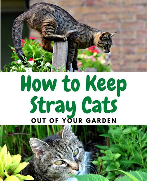 See How To Keep Cats Away From Your Garden Natural Tips And Tricks I