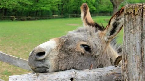 Donkey Names (235+ Cool Male And Female Burro Ideas) - AHF