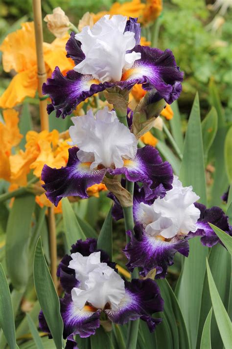 Photo Of The Bloom Of Tall Bearded Iris Iris Cleared For Takeoff