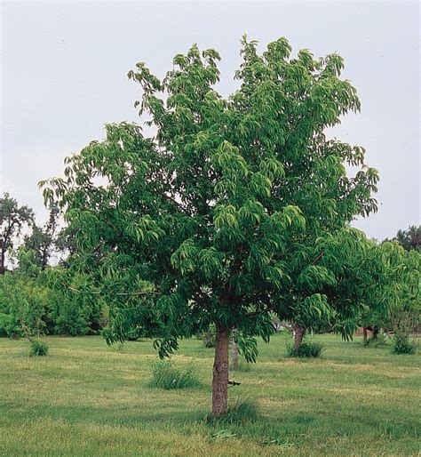 Buckeye Tree Learn About Nature