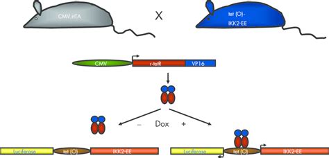 Scheme of the inducible transgenic mouse model. Double transgenic mice ...