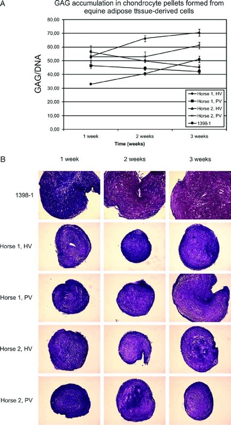 Chondrogenic Differentiation Of Eatdcs Chondrogenic Pellets 23 Were