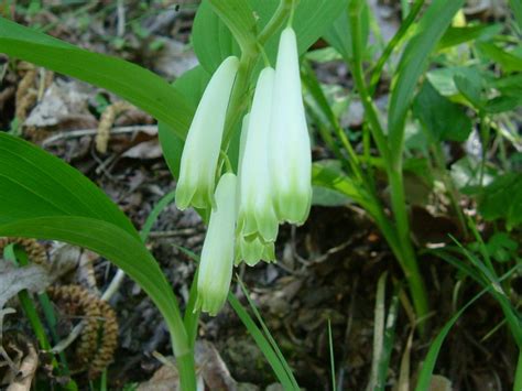 Polygonatum Odoratum Sigillo Di Salomone Comune Natura Mediterraneo