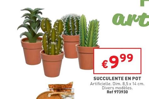 Promo Succulente En Pot Chez Trafic Icatalogue Fr