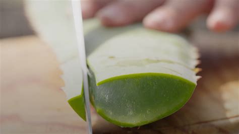 Aloe Vera De Las Islas Canarias Hola Islas Canarias